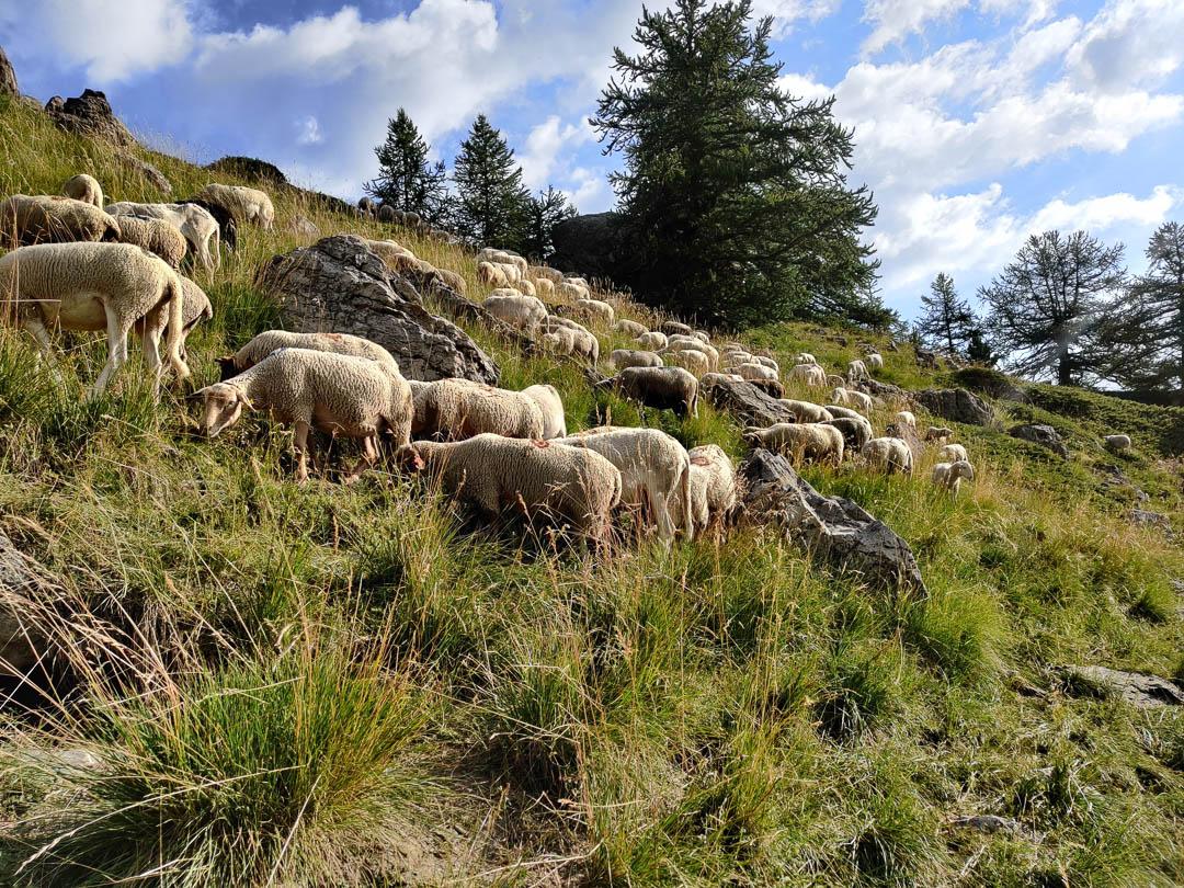 IMG 20250715 085922 1080