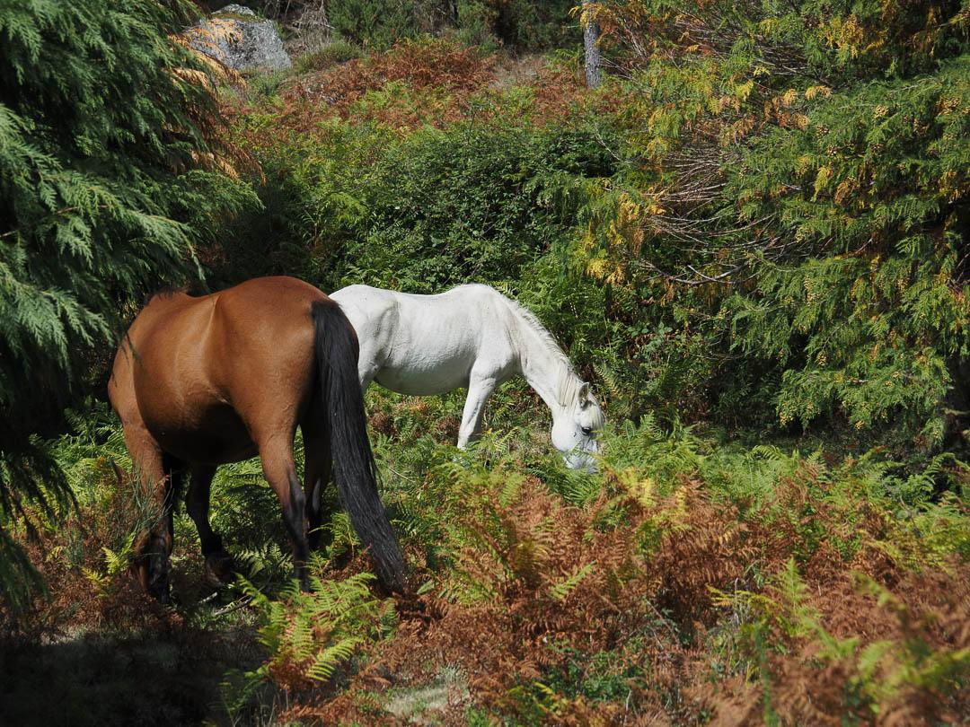 P9120088 CEDRIC ONYN 1080