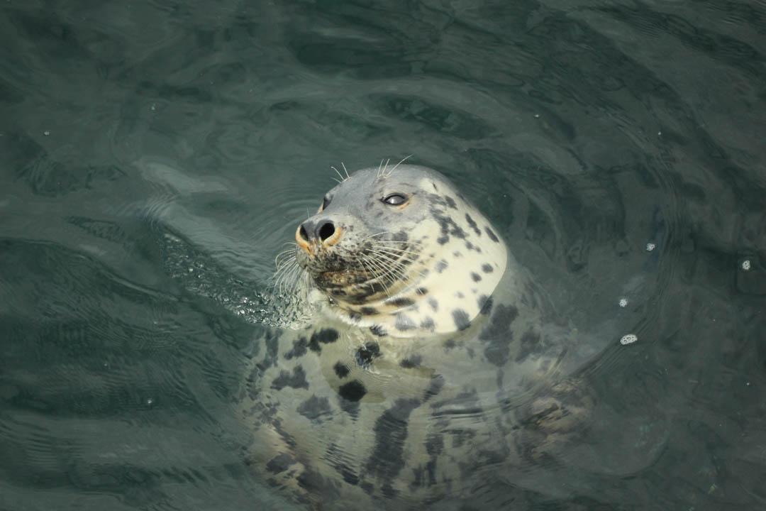 IMG 6938 1080