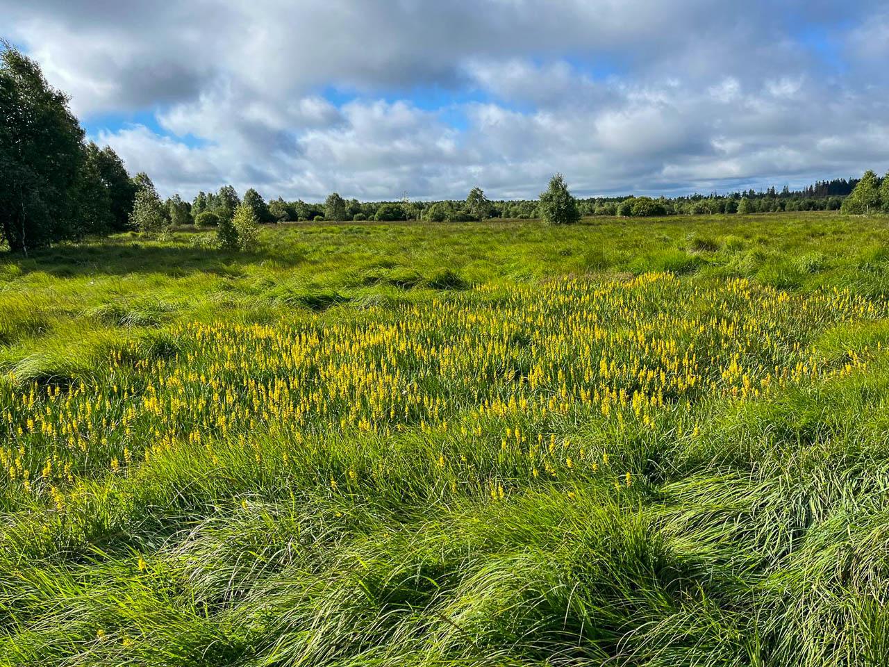 BE5VTA Venntrilogienancyjans13 Nancy Jans