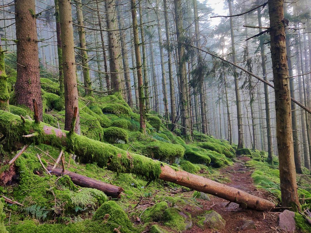 FR4VGB Stefvancampenhout 2024 (4) Stef Van Campenhout 1080