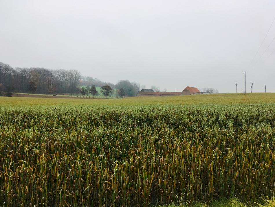 Foto-24-11-18-13-37-24_export